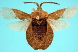 <i>Spartocera lativentris</i>. Vista dorsal. Holotipo.Macho. Museo Sueco de Historia Natural.