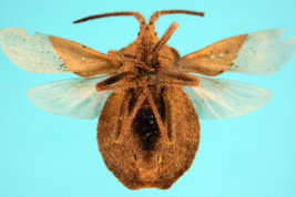 <i>Spartocera lativentris</i>. Vista ventral. Holotipo.Macho. Museo Sueco de Historia Natural.