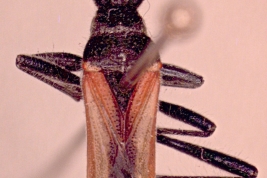 <i>Theraneis vittata</i> Vista dorsal.
