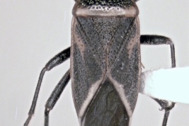 Male holotype of <i>Parvacinocoris khuru</i> Melo & Dellape, 2019