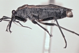 Holotipo macho de <i>Parvacinocoris khuru</i> Melo & Dellape, 2019 (lateral)
