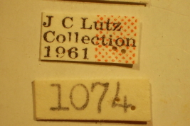 Ischnodemus bosqi - Holotype Labels (NMNH) - (CC BY-NC 3.0) - Photo by Pablo M. Dellapé with permission from the National Museum of Natural History (NMNH), Smithsonian Institution, Washington, D.C.