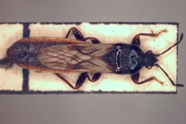 Ischnodemus bosqui. Paratype. (MLP) - (CC BY-NC 4.0) - Photo by Eugenia Minghetti. Museo de La Plata. Facultad de Ciencias Naturales y Museo, La Plata, Argentina.