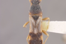 Ischnodemus formosensis PARATYPE (NMNH) (male, Corumba, Matt. Grosso,, H. G. Barber Colln. 1950.) - (CC BY-NC 3.0) - Photo by Pablo M. Dellapé with permission from the National Museum of Natural History (NMNH), Smithsonian Institution, Washington, D.C.