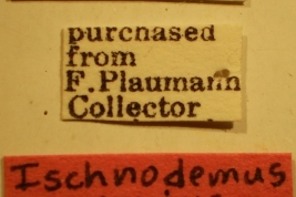 Ischnodemus proprius - Holotype Labels (NMNH) - (CC BY-NC 3.0) - Photo by Pablo M. Dellapé with permission from the National Museum of Natural History (NMNH), Smithsonian Institution, Washington, D.C.