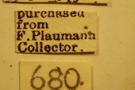 Ischnodemus spatulatus - Holotype Labels (NMNH) - (CC BY-NC 3.0) - Photo by Pablo M. Dellapé with permission from the National Museum of Natural History (NMNH), Smithsonian Institution, Washington, D.C.