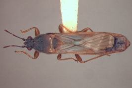 Ischnodemus spatulatus. Paratype. (MLP) - (CC BY-NC 4.0) - Photo by Eugenia Minghetti. Museo de La Plata. Facultad de Ciencias Naturales y Museo, La Plata, Argentina.