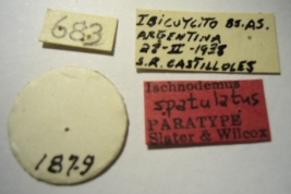 Ischnodemus spatulatus. Paratype. Labels. (MLP) - (CC BY-NC 4.0) - Photo by Eugenia Minghetti. Museo de La Plata. Facultad de Ciencias Naturales y Museo, La Plata, Argentina.