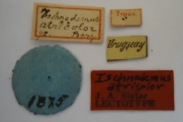 Ischnodemus atricolor. Lectotype. Labels. (MLP) - (CC BY-NC 4.0) - Photo by Eugenia Minghetti. Museo de La Plata. Facultad de Ciencias Naturales y Museo, La Plata, Argentina.