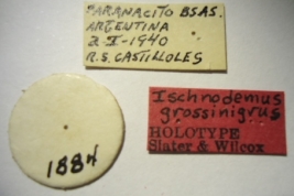 Ischnodemus grossinigrus. Holotype. Labels. (MLP) - (CC BY-NC 4.0) - Photo by Eugenia Minghetti. Museo de La Plata. Facultad de Ciencias Naturales y Museo, La Plata, Argentina.