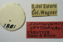 Ischnodemus neotropicalis. Paratype. Labels. (MLP) - (CC BY-NC 4.0) - Photo by Eugenia Minghetti. Museo de La Plata. Facultad de Ciencias Naturales y Museo, La Plata, Argentina.