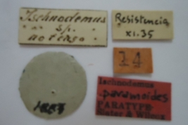 Ischnodemus paramoides. Paratype. Labels. (MLP) - (CC BY-NC 4.0) - Photo by Eugenia Minghetti. Museo de La Plata. Facultad de Ciencias Naturales y Museo, La Plata, Argentina.