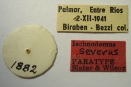 Ischnodemus severus. Paratype. Labels. (MLP) - (CC BY-NC 4.0) - Photo by Eugenia Minghetti. Museo de La Plata. Facultad de Ciencias Naturales y Museo, La Plata, Argentina.
