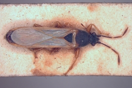 Ischnodemus staliellus. Holotype. (MLP) - (CC BY-NC 4.0) - Photo by Eugenia Minghetti. Museo de La Plata. Facultad de Ciencias Naturales y Museo, La Plata, Argentina.