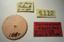 Ischnodemus staliellus. Holotype. Labels. (MLP) - (CC BY-NC 4.0) - Photo by Eugenia Minghetti. Museo de La Plata. Facultad de Ciencias Naturales y Museo, La Plata, Argentina.