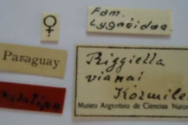 Riggiella vianai. Paratype. Labels. (MLP) - (CC BY-NC 4.0) - Photo by Eugenia Minghetti. Museo de La Plata. Facultad de Ciencias Naturales y Museo, La Plata, Argentina.