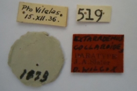 Extarademus collaroides. Paratype. Labels. (MLP) - (CC BY-NC 4.0) - Photo by Eugenia Minghetti. Museo de La Plata. Facultad de Ciencias Naturales y Museo, La Plata, Argentina.