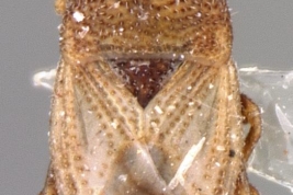 Xenoblissus lutzi HOLOTYPE (NMNH) - (CC BY-NC 3.0) - Photo by Pablo M. Dellapé with permission from the National Museum of Natural History (NMNH), Smithsonian Institution, Washington, D.C.