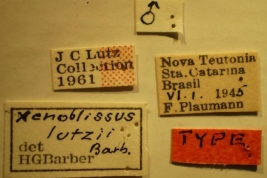 Xenoblissus lutzii - Holotype Labels (NMNH) - (CC BY-NC 3.0) - Photo by Pablo M. Dellapé with permission from the National Museum of Natural History (NMNH), Smithsonian Institution, Washington, D.C.