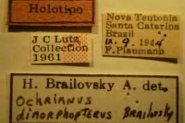 Ochrimnus dimorphopterus - Holotype Labels (NMNH) - (CC BY-NC 3.0) - Photo by Pablo M. Dellapé with permission from the National Museum of Natural History (NMNH), Smithsonian Institution, Washington, D.C.