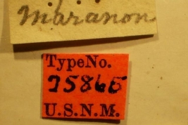 Lygaeus confraternus - Holotype Labels (NMNH) - (CC BY-NC 3.0) - Photo by Pablo M. Dellapé with permission from the National Museum of Natural History (NMNH), Smithsonian Institution, Washington, D.C.