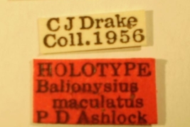   Balionysius maculatus HOLOTYPE Labels (NMNH) - (CC BY-NC 3.0) - Photo by Pablo M. Dellapé with permission from the National Museum of Natural History (NMNH), Smithsonian Institution, Washington, D.C.