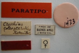 Crophius coleopteroides. Paratype Labels. (MLP) - (CC BY-NC 4.0) - Photo by Eugenia Minghetti, reproduced with permission from the Museo de La Plata, La Plata, Argentina.