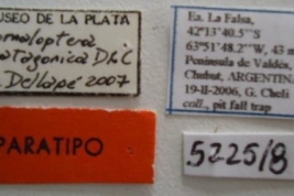 Anomaloptera patagonica. Paratype Labels. (MLP) - (CC BY-NC 4.0) - Photo by Eugenia Minghetti, reproduced with permission from the Museo de La Plata, La Plata, Argentina.