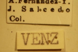 Cistalia neotropicalis - Holotype Labels (NMNH) - (CC BY-NC 3.0) - Photo by Pablo M. Dellapé with permission from the National Museum of Natural History (NMNH), Smithsonian Institution, Washington, D.C.