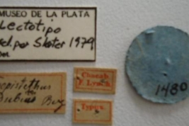 Tropistethus dubius. Lectotype Labels. (MLP) - (CC BY-NC 4.0) - Photo by Eugenia Minghetti, reproduced with permission from the Museo de La Plata, La Plata, Argentina.