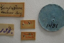 Lamprodema inerme. Type Labels. (MLP) - (CC BY-NC 4.0) - Photo by Eugenia Minghetti, reproduced with permission from the Museo de La Plata, La Plata, Argentina.