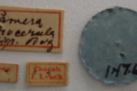 Pamera Procerula. Type Labels. (MLP) - (CC BY-NC 4.0) - Photo by Eugenia Minghetti, reproduced with permission from the Museo de La Plata, La Plata, Argentina.
