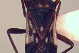 Pseudoparomius bimaculatus. Paratype. (MLP) - (CC BY-NC 4.0) - Photo by Eugenia Minghetti, reproduced with permission from the Museo de La Plata, La Plata, Argentina.