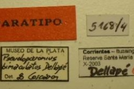 Psedoparomius bimaculatus. Paratype Labels. (MLP) - (CC BY-NC 4.0) - Photo by Eugenia Minghetti, reproduced with permission from the Museo de La Plata, La Plata, Argentina.