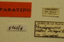 Pseudoparomius slateri. Paratype Labels. (MLP) - (CC BY-NC 4.0) - Photo by Eugenia Minghetti, reproduced with permission from the Museo de La Plata, La Plata, Argentina.