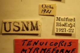 Tenuicoris myrmeforme - Holotype Labels (NMNH) - (CC BY-NC 3.0) - Photo by Pablo M. Dellapé with permission from the National Museum of Natural History (NMNH), Smithsonian Institution, Washington, D.C.
