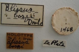 Blissus bosqi. Holotype Labels. (MLP)