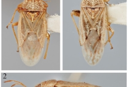Cuyonysius flavidus tomado de Dellapé & Henry 2020