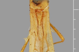 Sintipo (macho). Tomado de Coreidea Species file. Atribución: Museo Zoológico, Museo de Historia Natural de Dinamarca, Fotografía de Laurence Livermore.