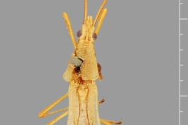 Paralectotipo (hembra). Tomado de Coreidea Species file. Atribución: Museo Zoológico, Museo de Historia Natural de Dinamarca, Fotografía de Laurence Livermore.