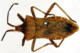 Type (male). Taken from Swedish Museum of Natural History -Types of Heteroptera.