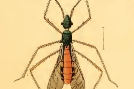 Tomado de Herrich-Schäffer 1853. Die wanzenartigen Insecten 9:274-275, pl. 320, fig. 989 