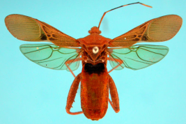 Tomado del Museo Sueco de Historia Natural -Tipos de Heteroptera.