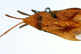Tomado del Museo Sueco de Historia Natural -Tipos de Heteroptera. Holotipo: macho.