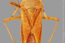 Taken from Coreoidea Species File. Holotype: male. UNAM Mexico City © National Autonomous University of Mexico, Mexico City. Photograph taken by Laurence Livermore.