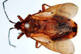 Tomado del Museo Sueco de Historia Natural -Tipos de Heteroptera.