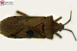 Taken from La Plata Museum -Types of Heteroptera