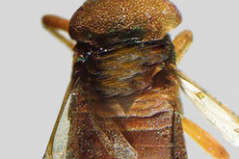 Tomado del Museo de La Plata -Tipos de Heteroptera