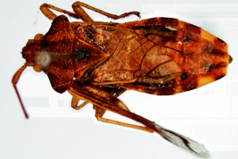 Tomado del Museo Sueco de Historia Natural -Tipos de Heteroptera. <i>Cebrenis tuberculata Stål </i> (sinónimo junior)