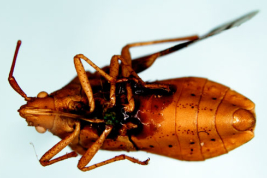 Taken from Swedish Museum of Natural History -Types of Heteroptera. <i>Cebrenis tuberculata</i> Stål (junior synonym)
